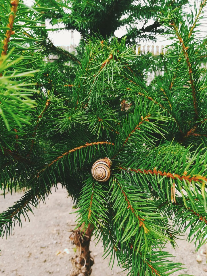 snail