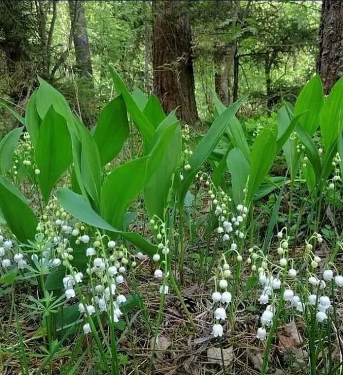 ландыши