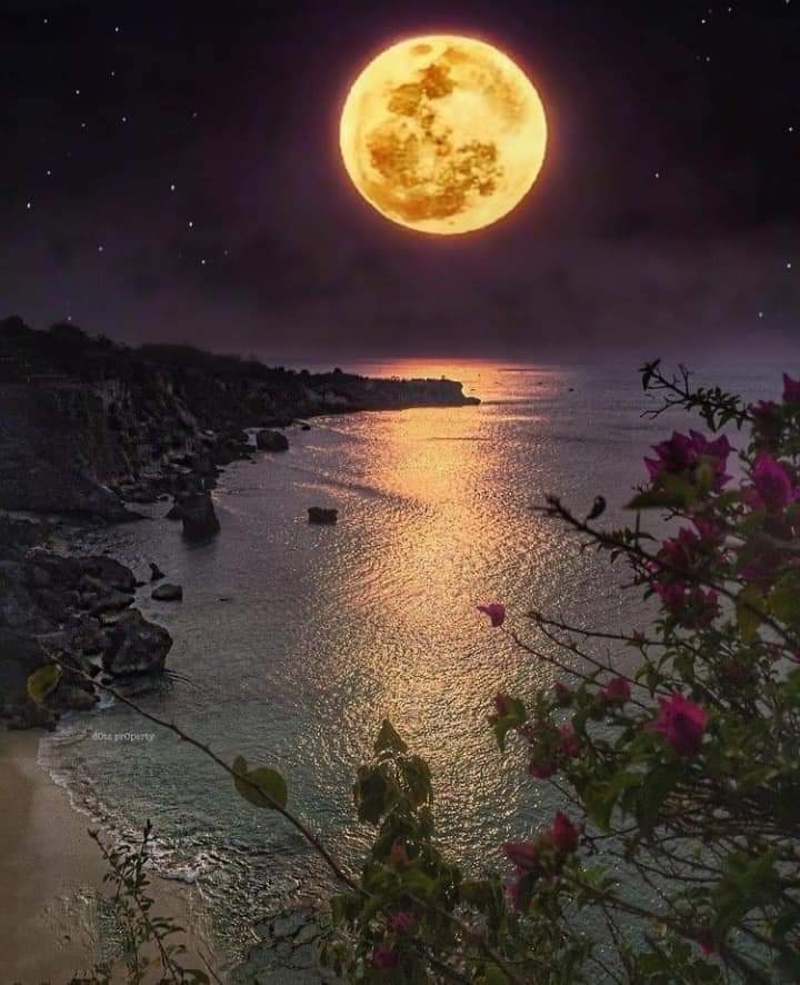 Moonlight Serenade ❤