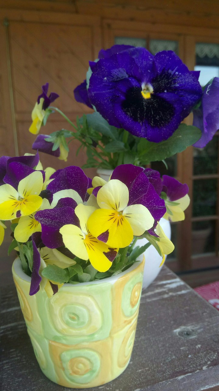 flowers