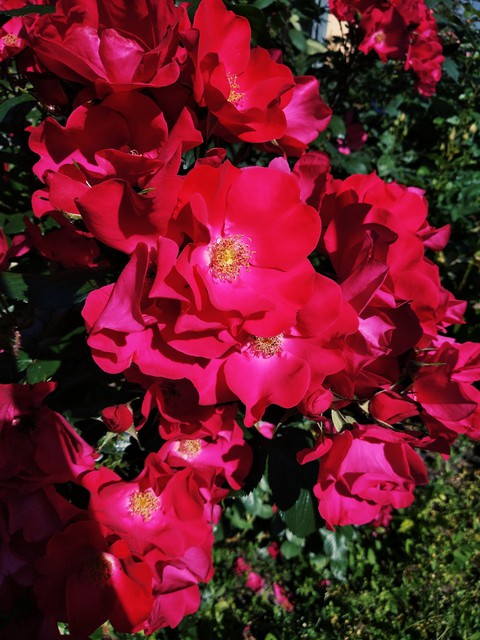 shrub, summer duvar kağıtları