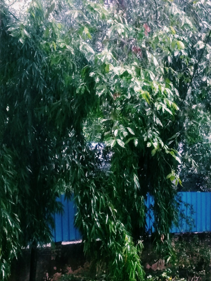 view from my house