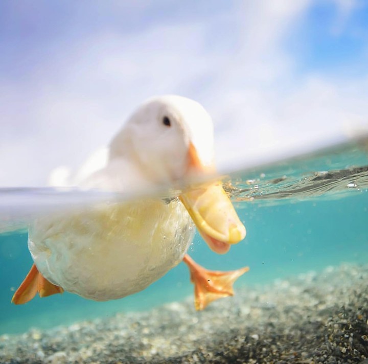 duckyyyy