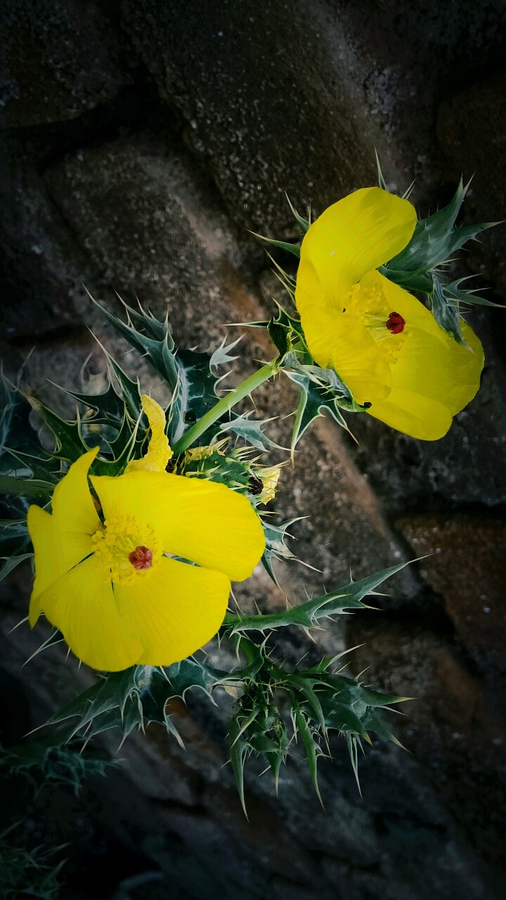 beautiful flowers