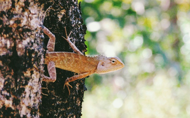Chameleon