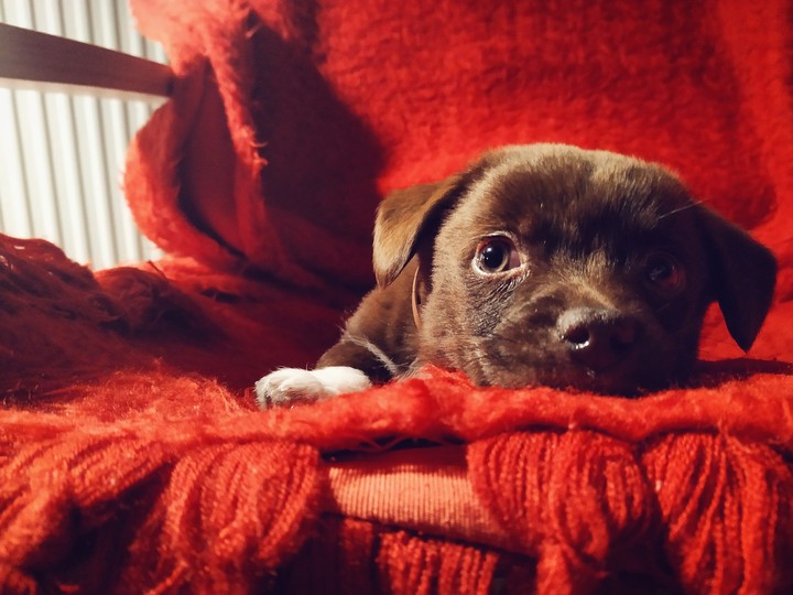 chocolate dog