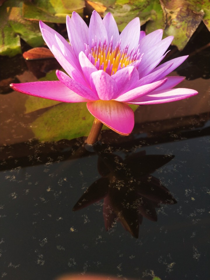 indian lotus