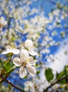 Flower sky
