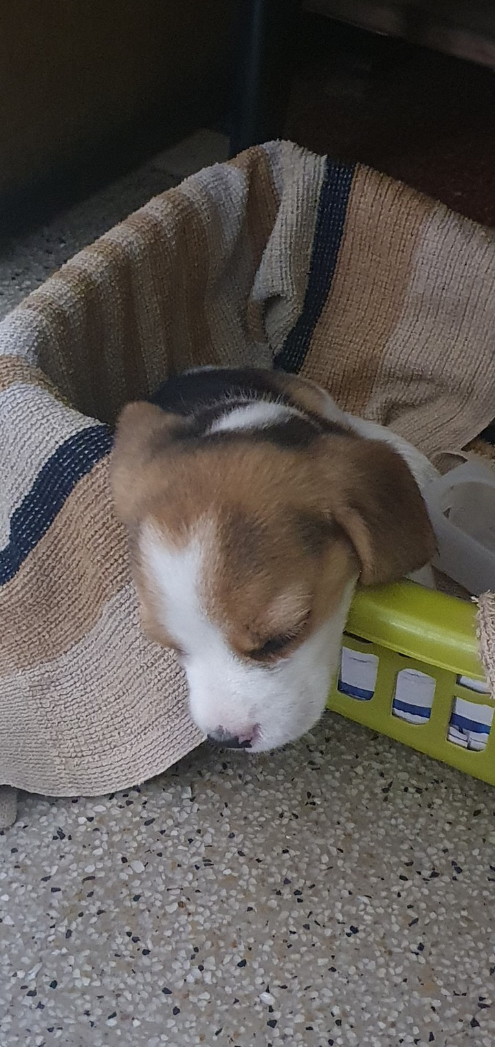 my beagle