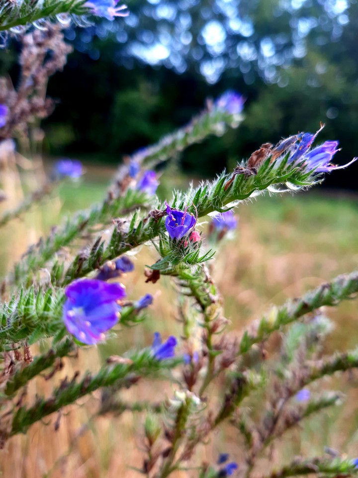 waldblume