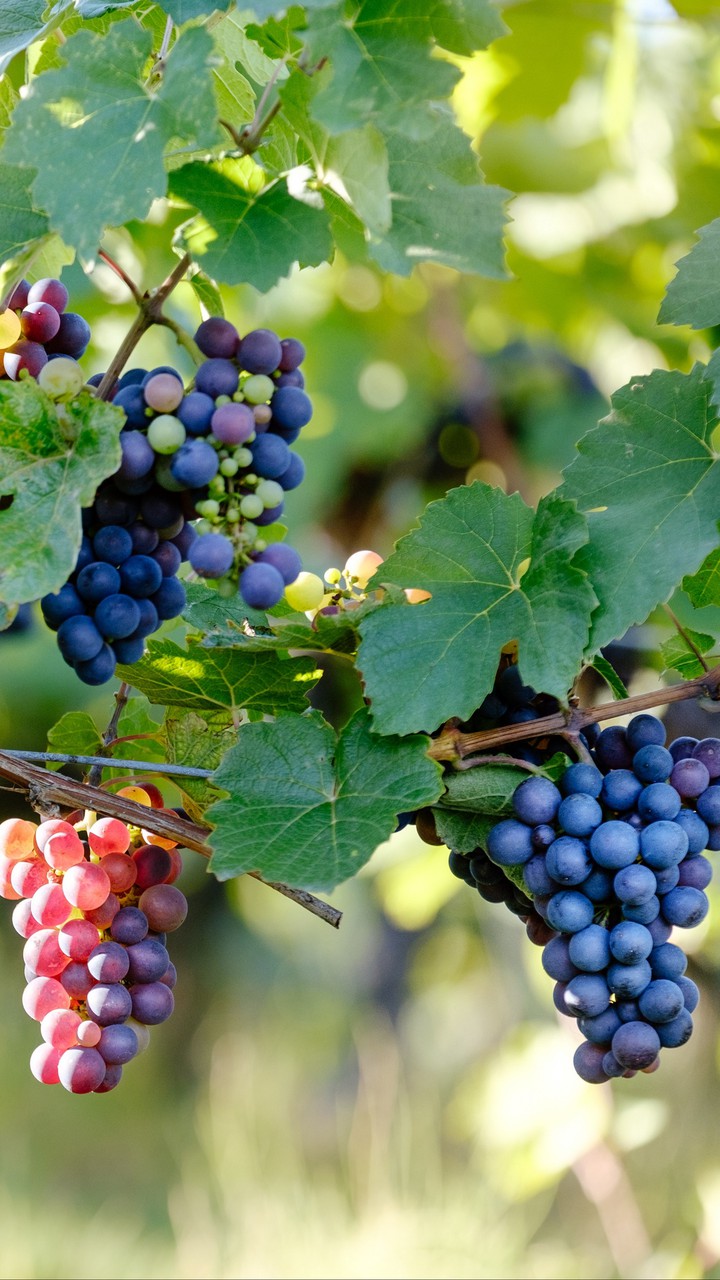 ~grapes ~