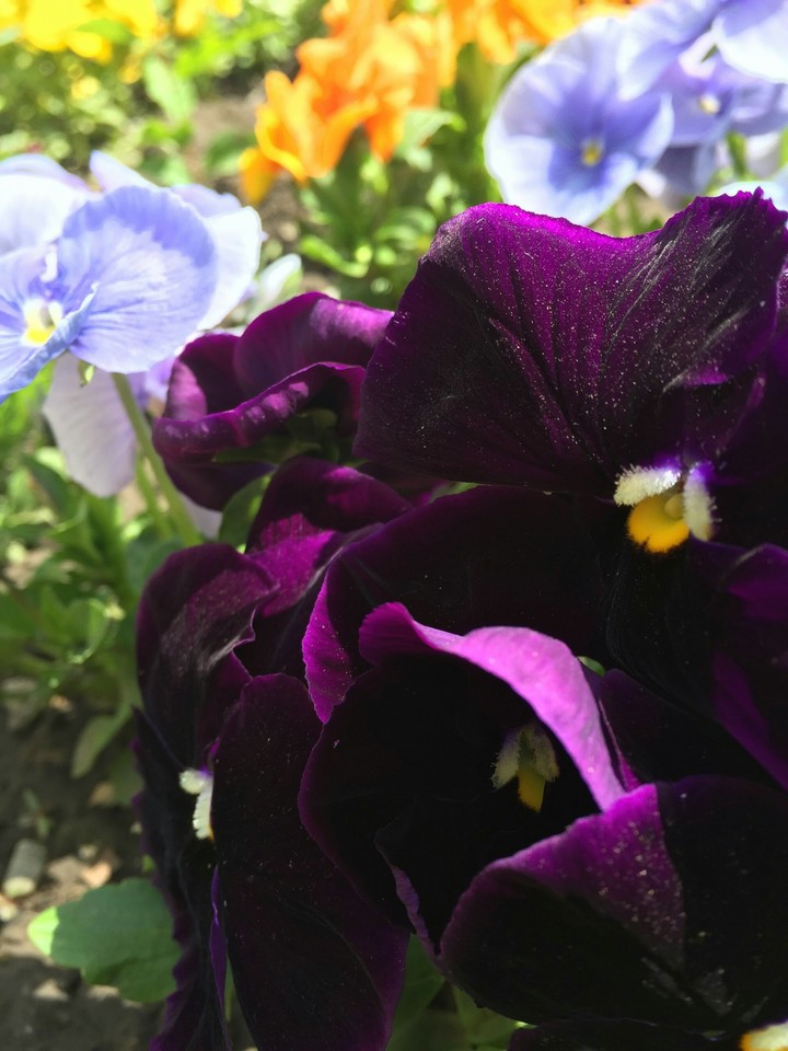 flowers