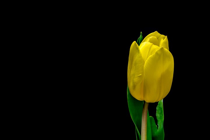the flower