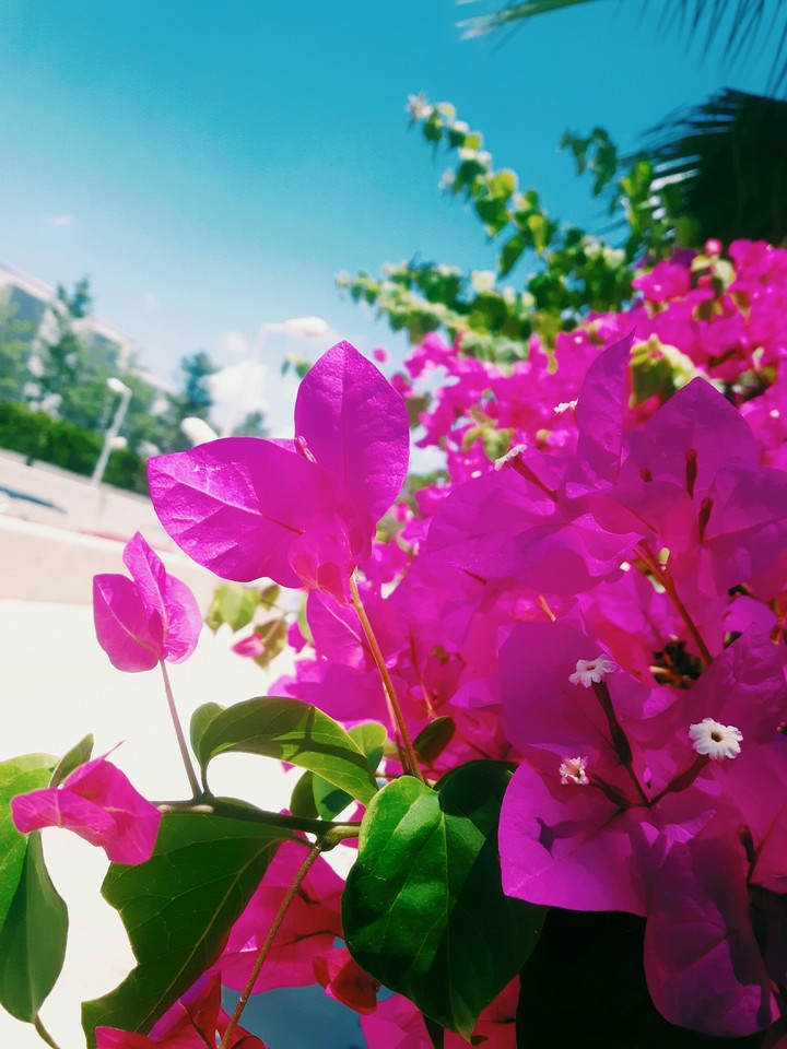 bodrum