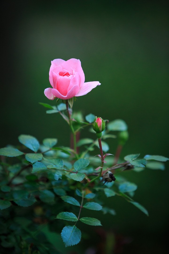 Rose ?