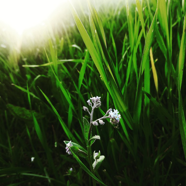 Flower