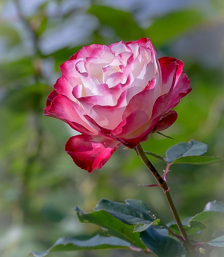 Roses