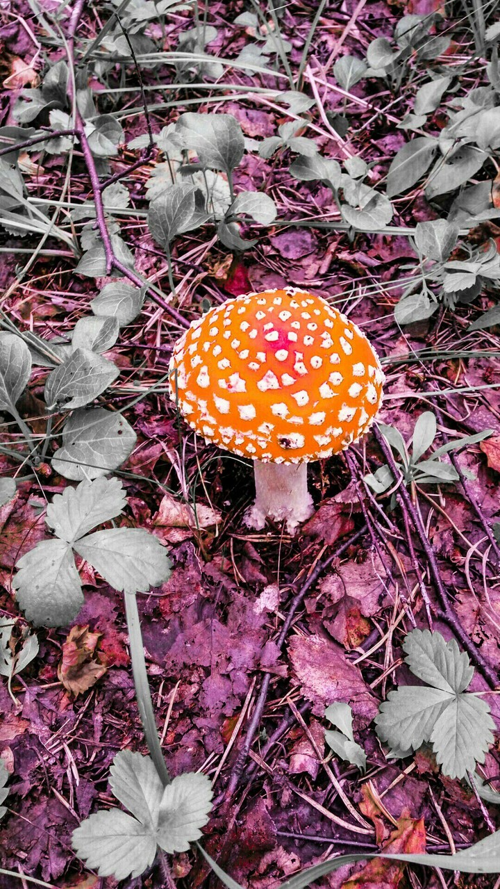Amanita