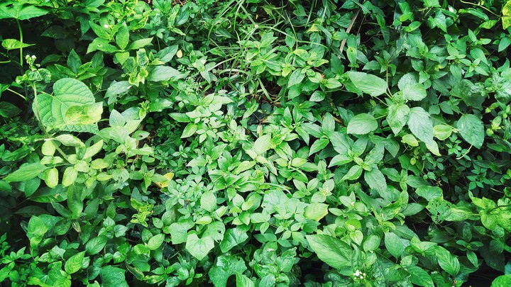 nature