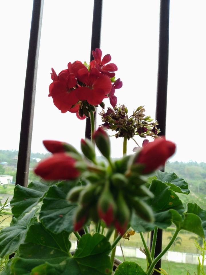 flower