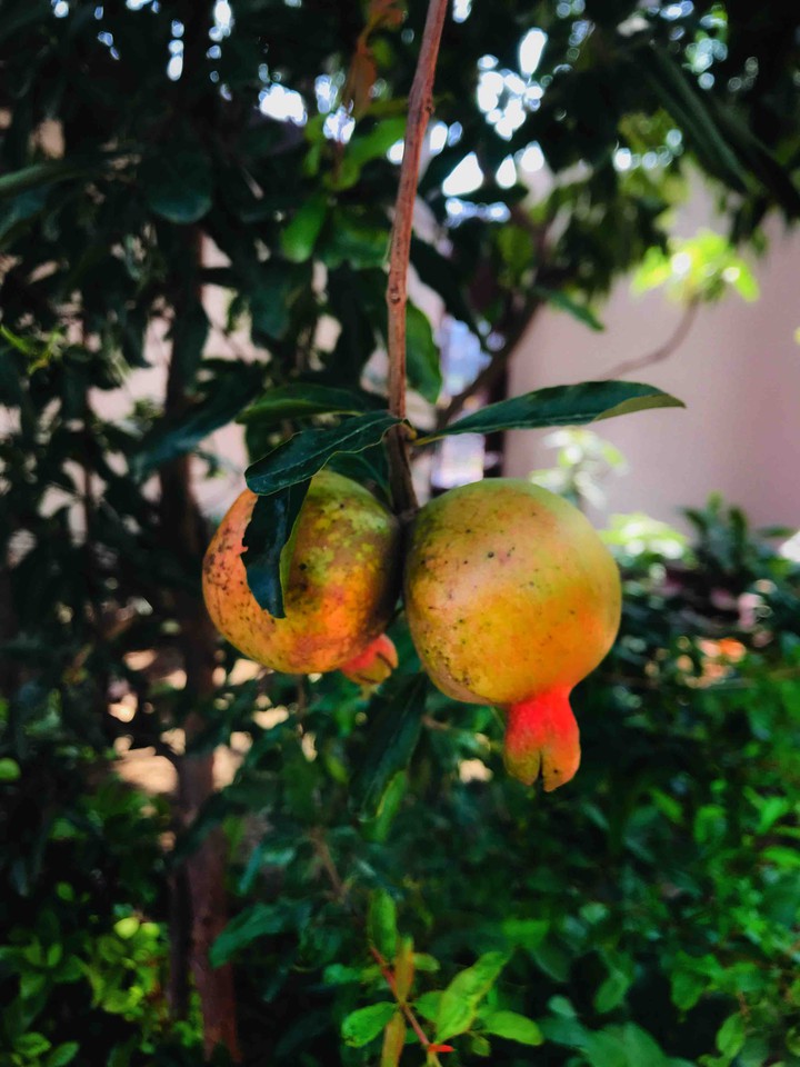 home grown pomo