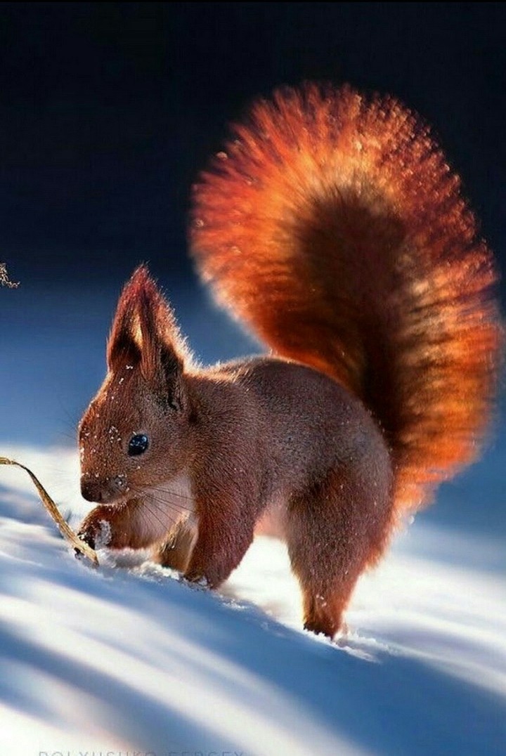 .