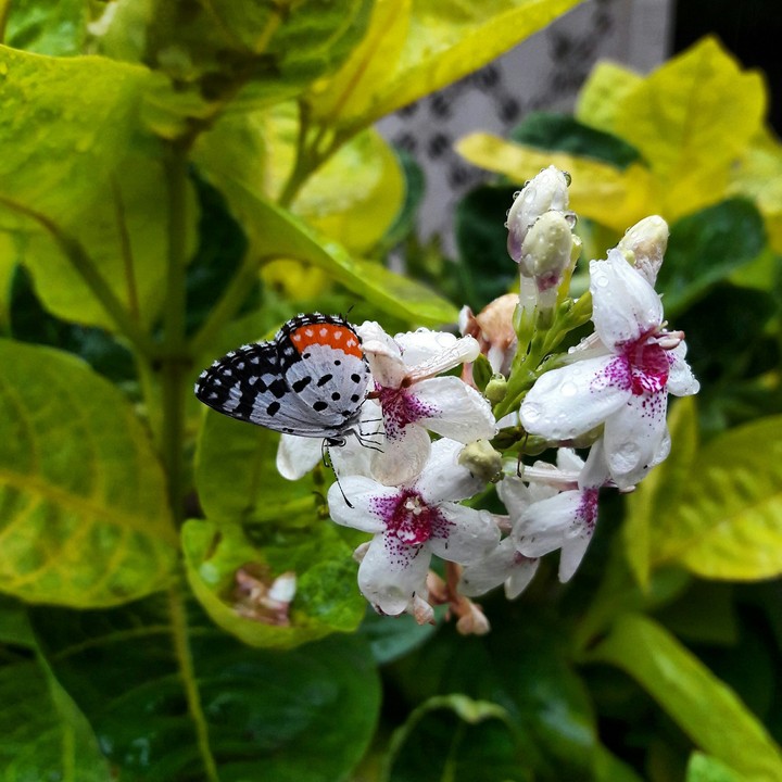 nature photography
