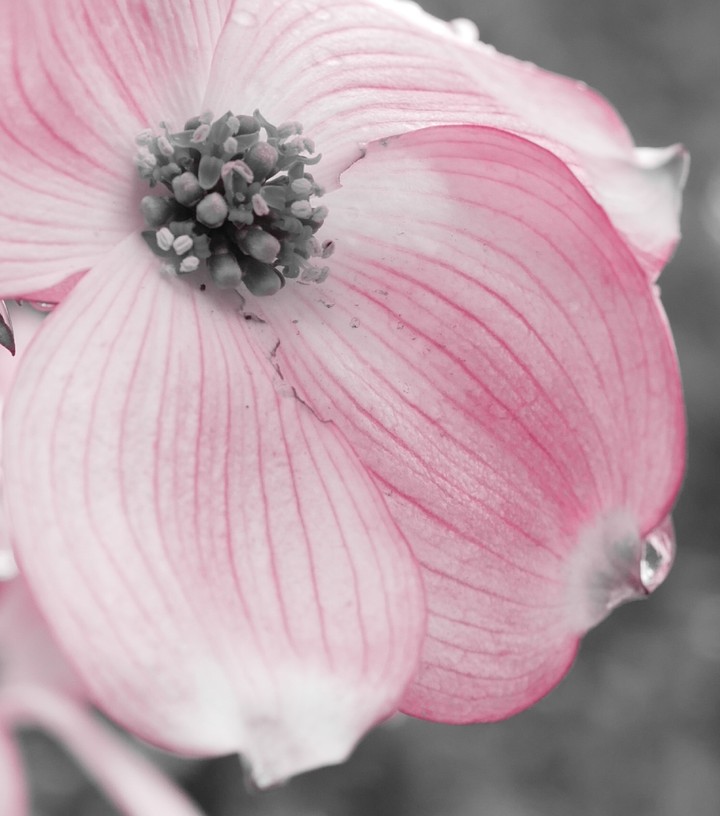 pink_spring
