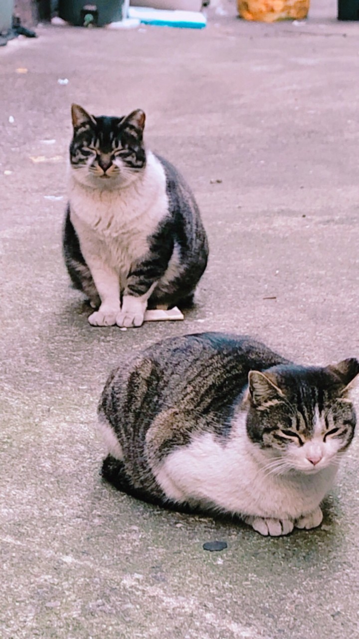 고양이