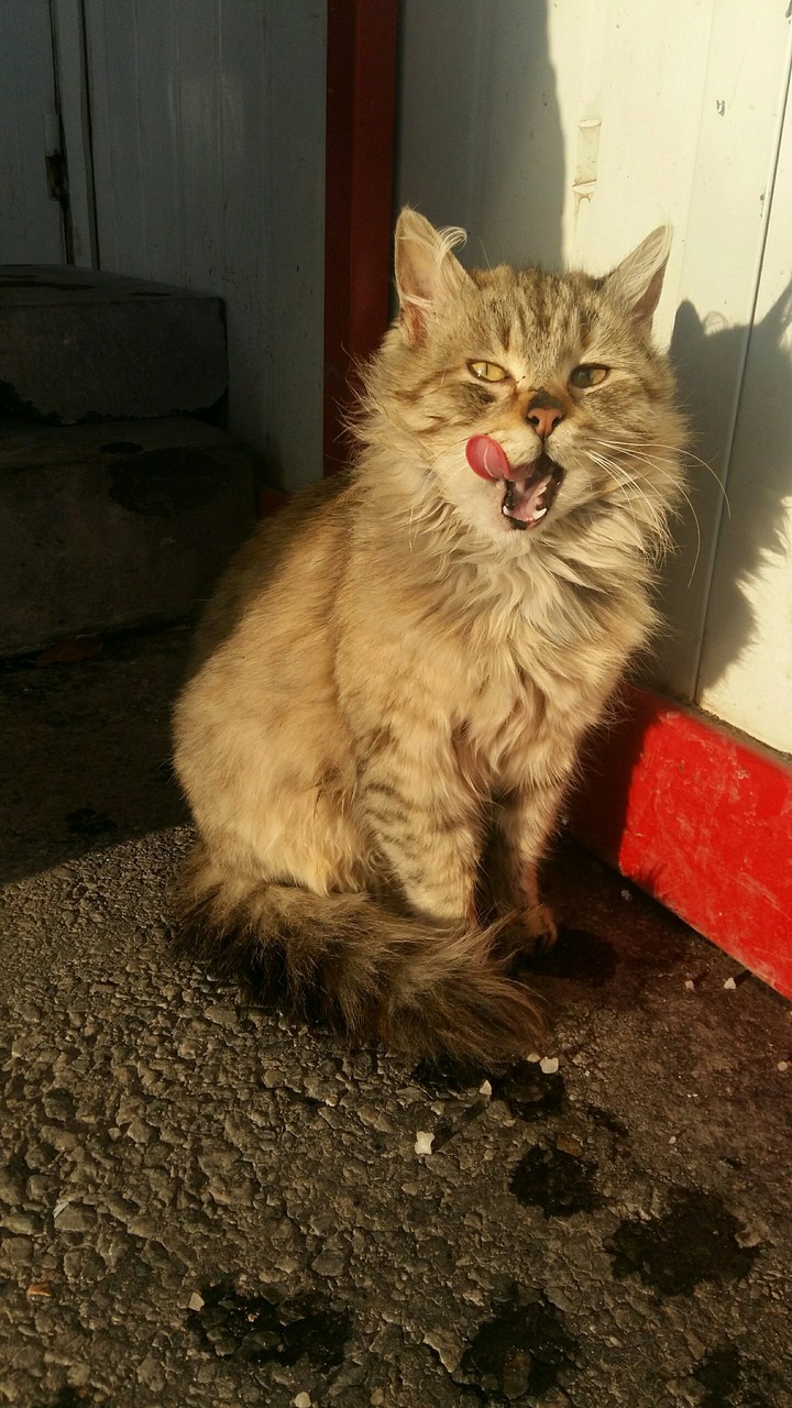 kedicik