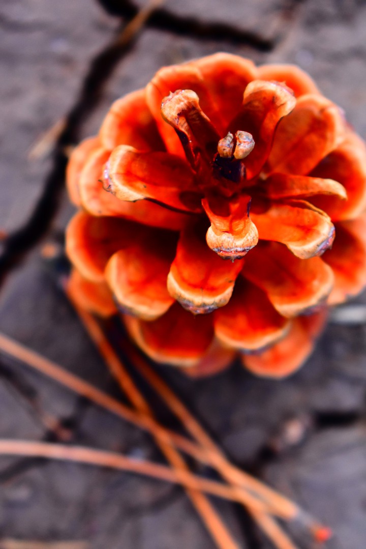 Cone