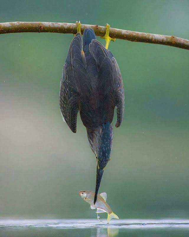 KING FISHER
