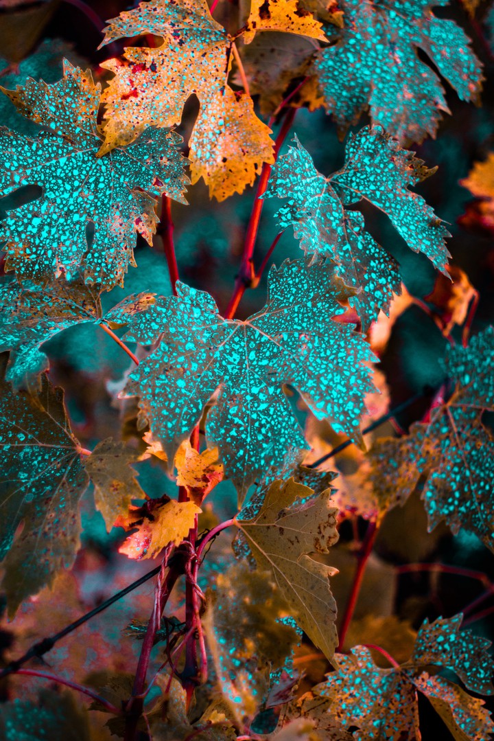 Another Autumn Colors