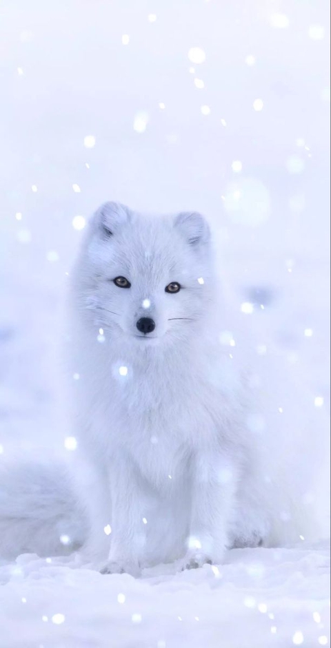 fur, arctic wallpapers