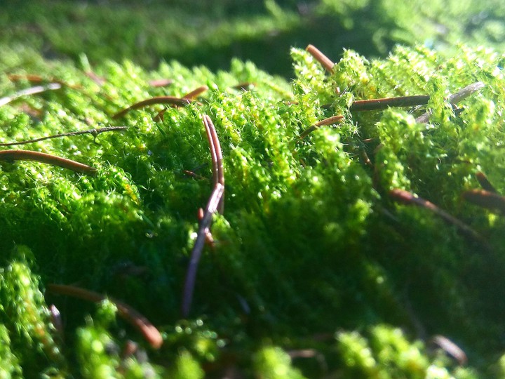 Forest moss