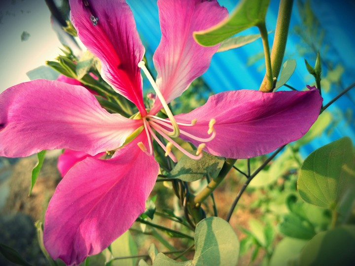 pink flower
