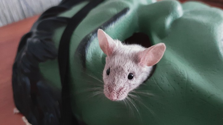 mouse