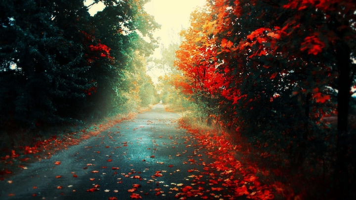 forest