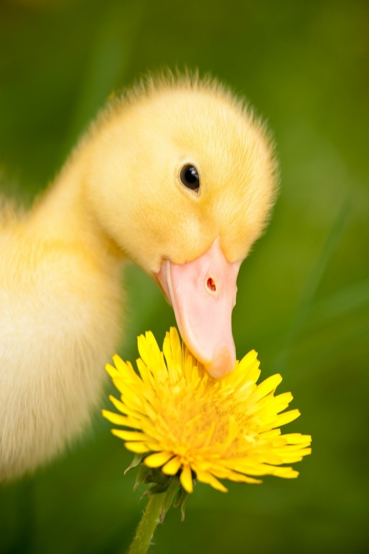 duck