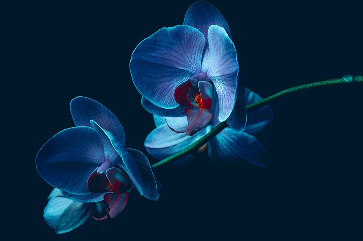 blue flower