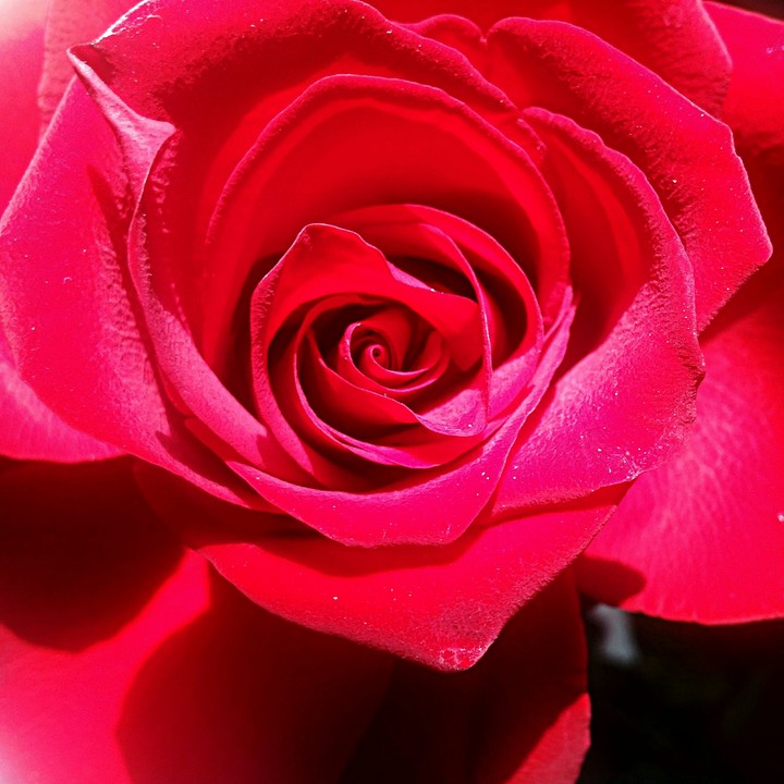 Red Rose 