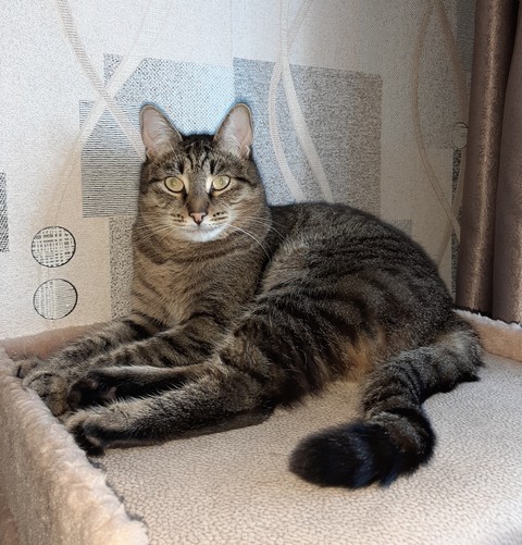 кот