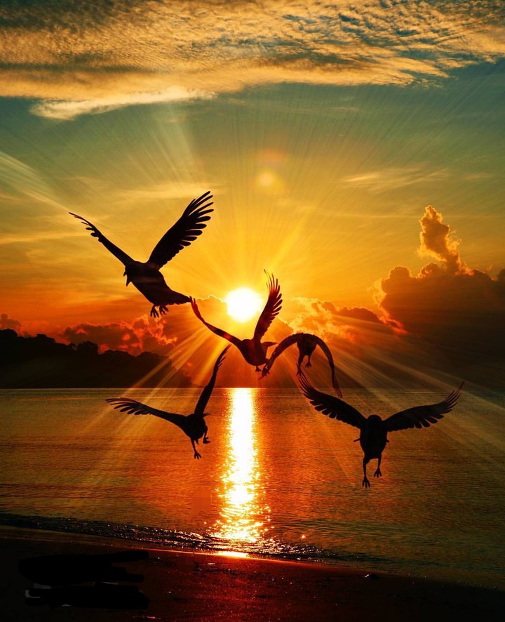 Sunset... flies