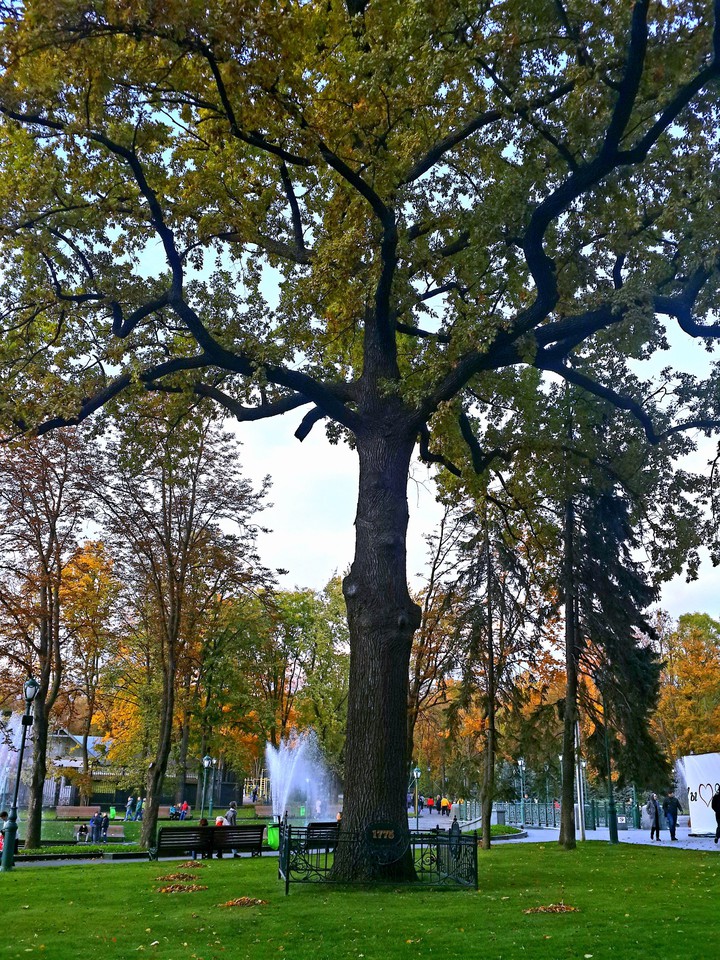 Wood