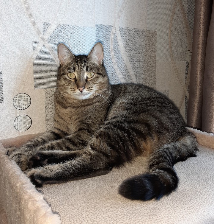 кот