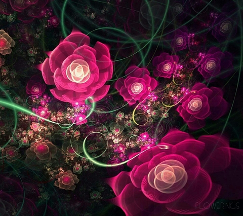 Pink Roses