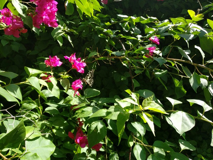 butterfly