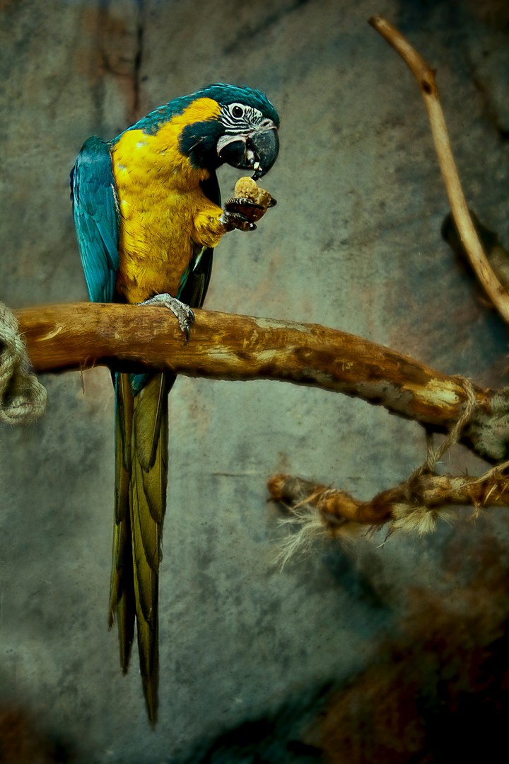 Yellow Maccau...
