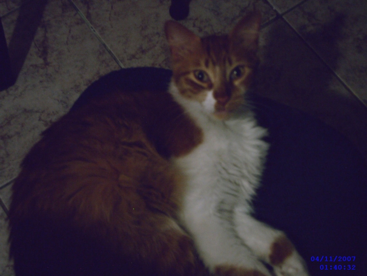 O rei dos gatos