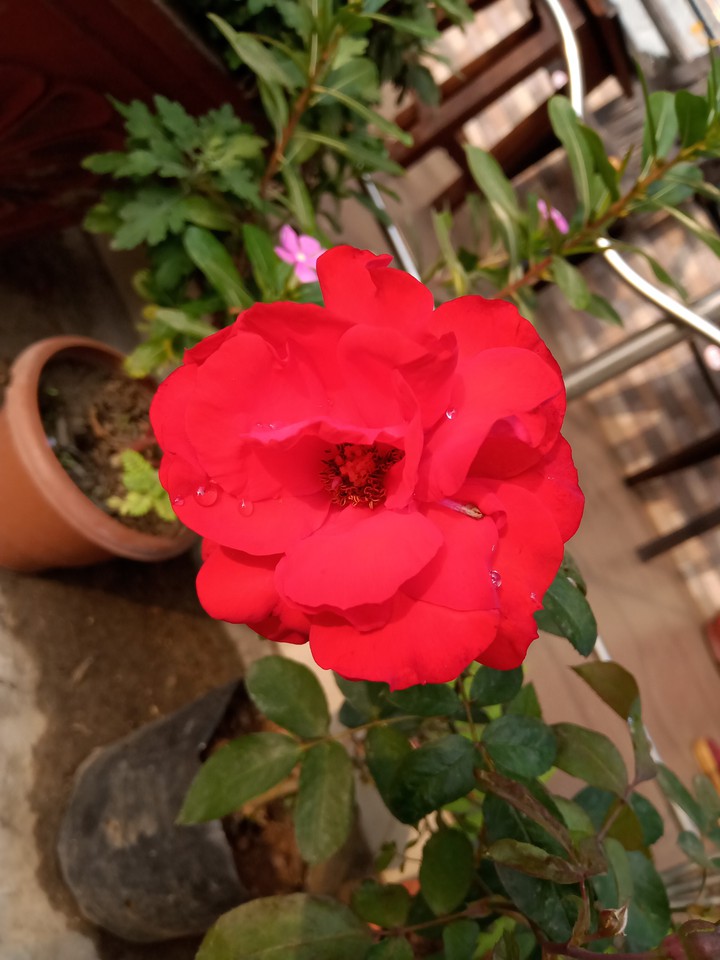 love Rose